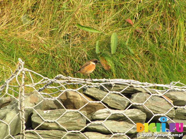 SX00432 Little birdie [Common Stonechat - Saxicola Torquatus]